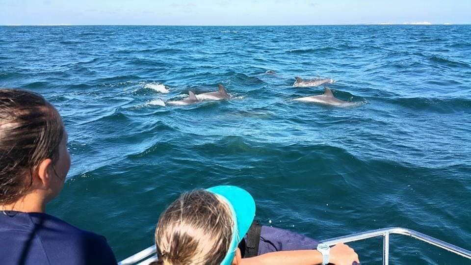 Dolphin watching from the boat