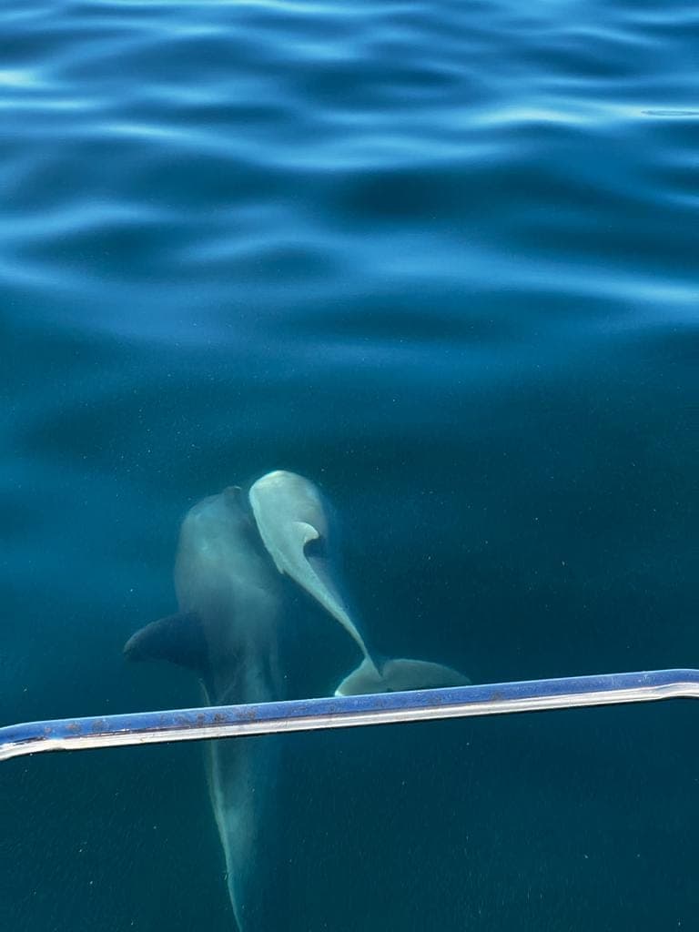 Dolphins swimming alongside the boat