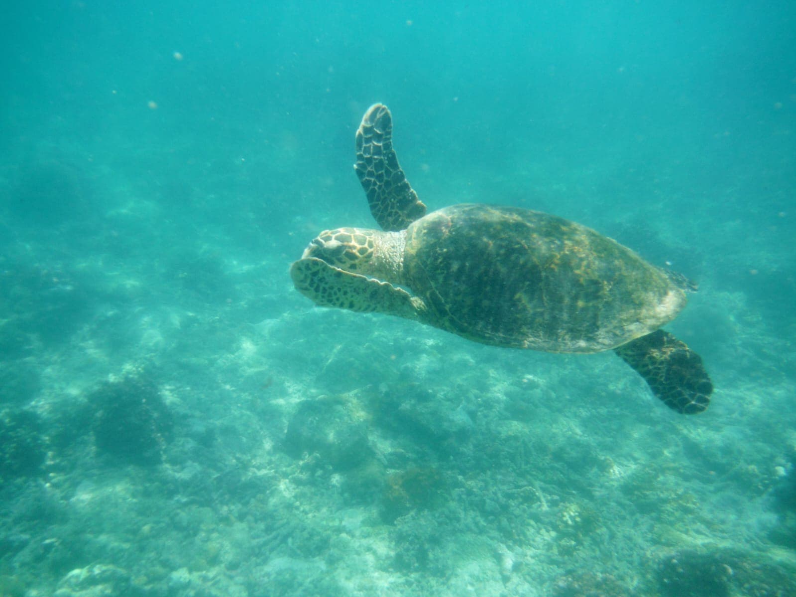 Sea turtle on the reef