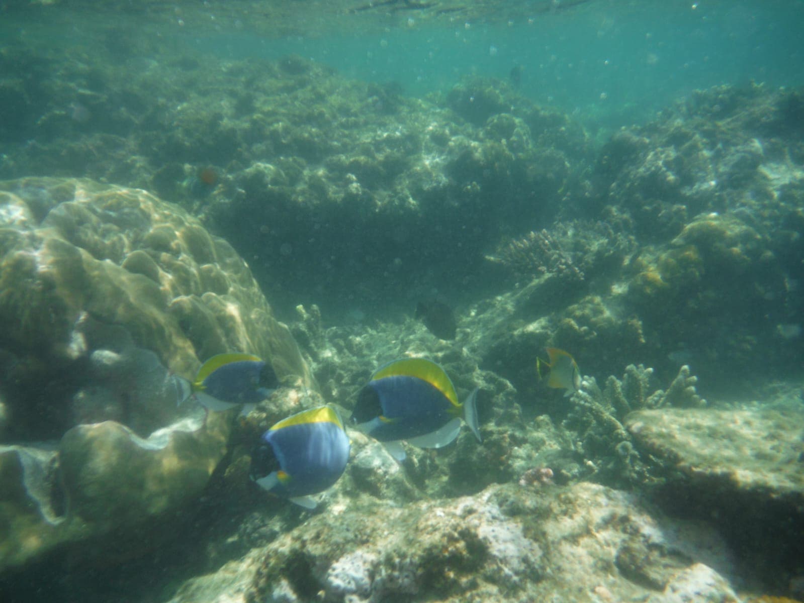 Snorkelling