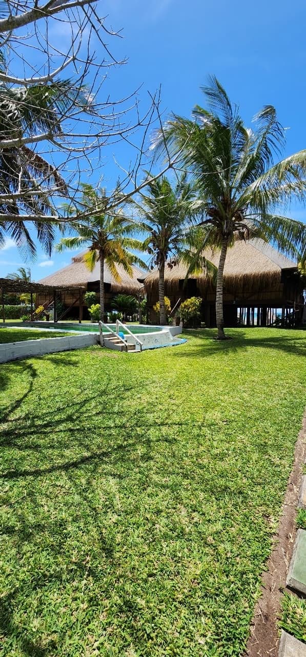 Sunny lawns and the pool among the palms