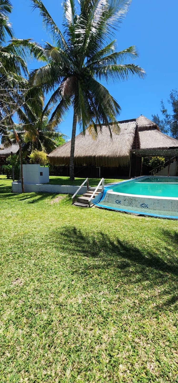 Palm trees over the pool and lawn